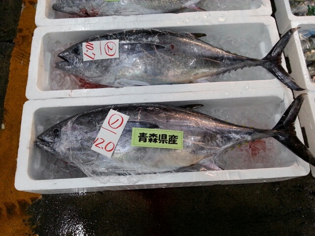 大海水産のお勧め魚 青森県産ヨコワ 大海水産株式会社