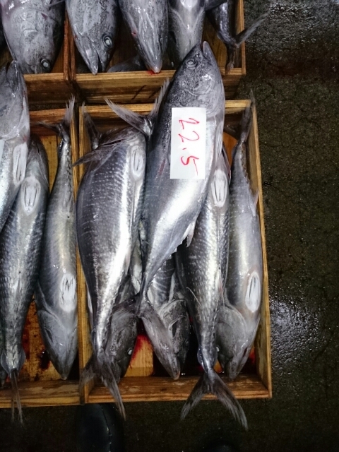 大海水産のお勧め魚 長崎県産ヨコワ 大海水産株式会社